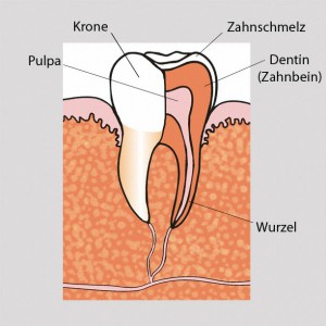 Aufbau eines Zahnes