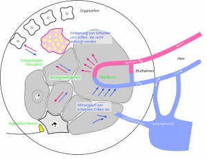 Grundregulationssystem