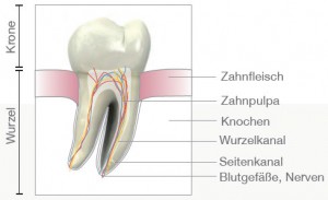 Zahnaufbau